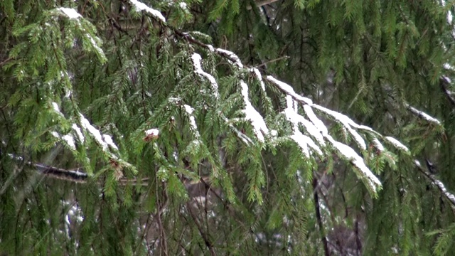 雪花落在冷杉林中。视频素材