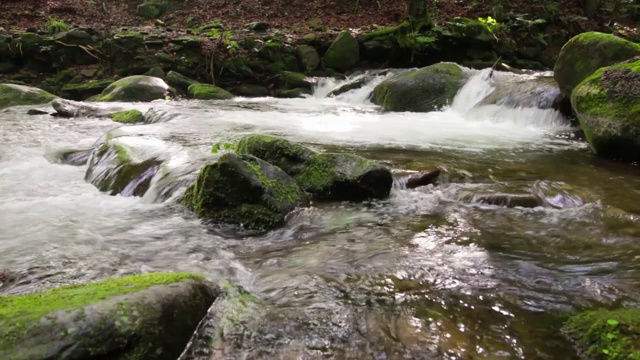 森林中的小溪流淙淙流淌视频素材