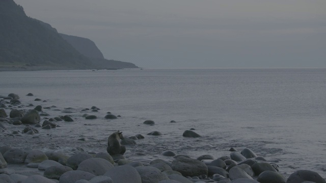 熊坐在海岸岩石上，知床，日本视频素材