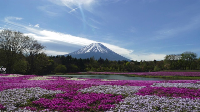 富士山上长满了粉红色的苔藓视频下载