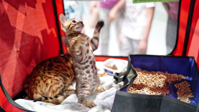 一只孟加拉小猫在猫展上玩着笼子里的玩具。视频素材