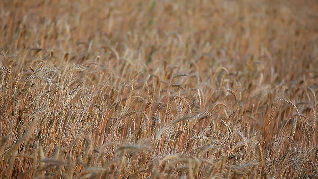 田间小麦植株风背景视频素材