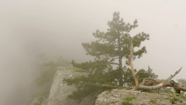 山顶上的树在薄雾中。在夏季的早晨，景观雾覆盖了山顶和针叶树。视频素材