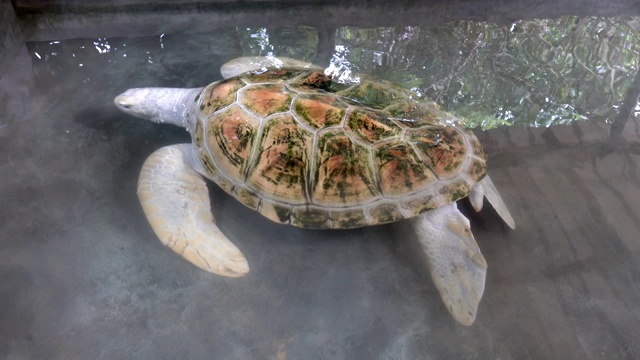 一只白化龟在池子里游泳。斯里兰卡的海龟养殖场视频素材