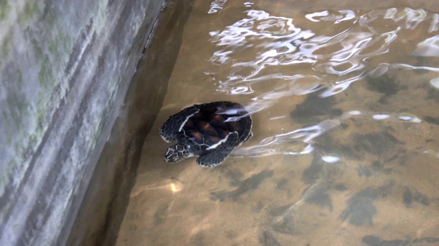 海龟在游泳池里游泳视频素材