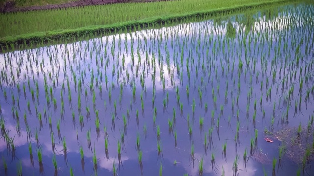 林迪吉村开始种植水稻时的农村农业土地气氛视频素材