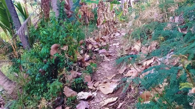 在Ringdikit村的农田路径上的秋叶野生植物行走摄像机运动视频素材