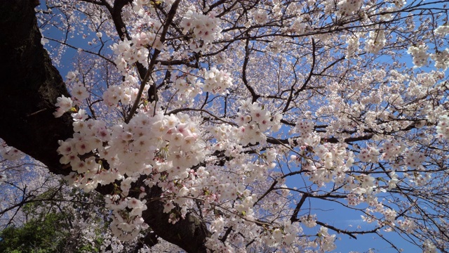 樱花视频素材