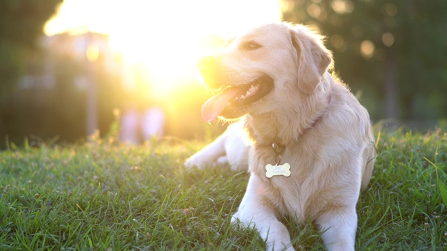 可爱顽皮的金毛猎犬躺在公园的绿色草地上视频素材