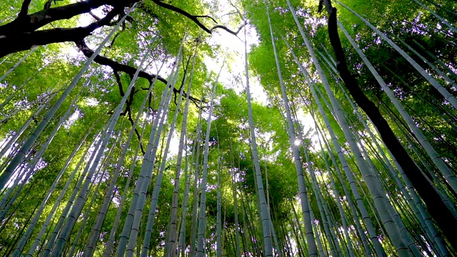 视角:走进日本京都的竹林。视频素材