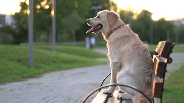 可爱顽皮的金毛猎犬坐在长凳上视频素材