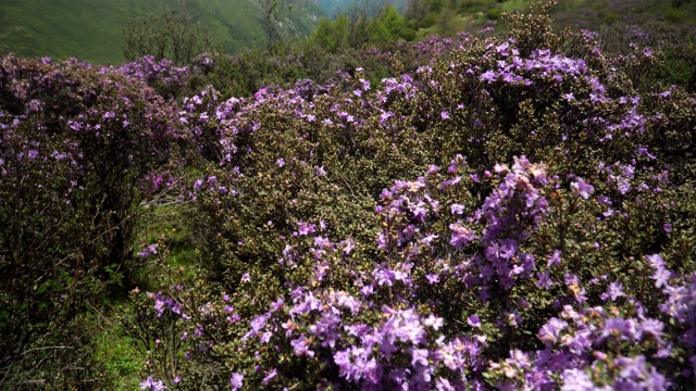 俯视图:中国四川省四姑娘山国家公园海子谷四姑娘山景区内的山脉自然景观视频素材