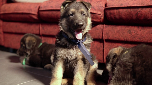 两只牧羊犬小狗不情愿地玩耍视频素材