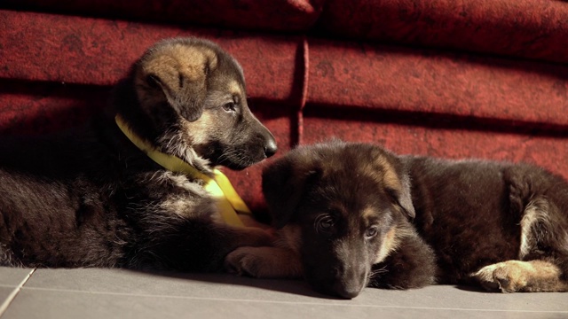 五只长着彩色项圈的德国牧羊犬幼犬视频素材