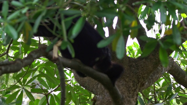 黑毛长臂猿坐在树枝上的慢镜头。野生合趾猴视频素材