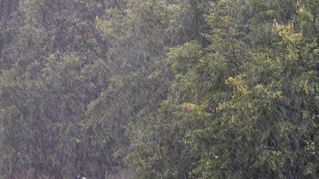 暴雨和大风在夏季公园。视频素材