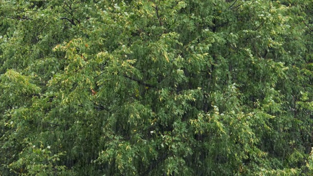 又下雨又刮风的夏日公园。视频素材