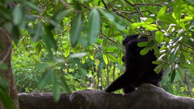 一只黑毛长臂猿正坐在树枝上休息。野生合趾猴视频素材