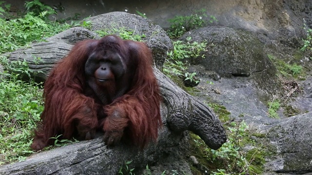 一只婆罗洲猩猩，Pongo pygmaeus，正在森林中散步视频素材