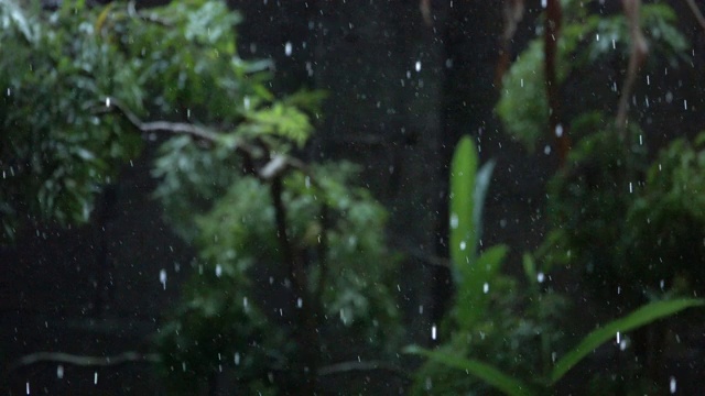 4K雨落在绿叶上视频素材