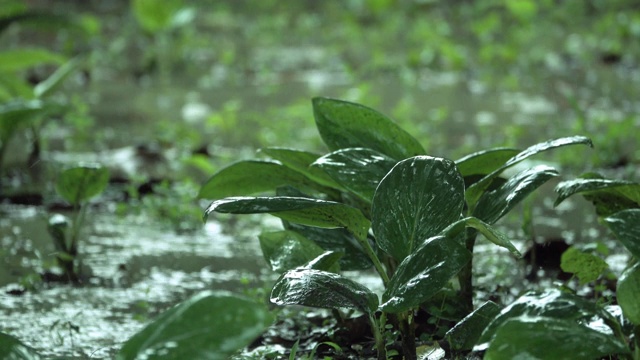 4K雨落在绿叶上视频素材