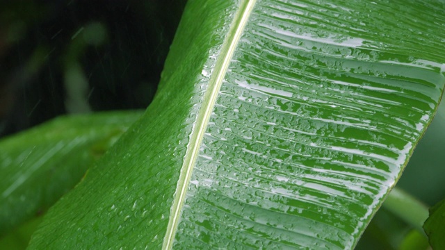 4K雨落在绿叶上视频素材