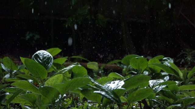 4K雨落在绿叶上视频素材