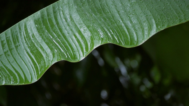 4K雨落在绿色的芭蕉叶上视频素材