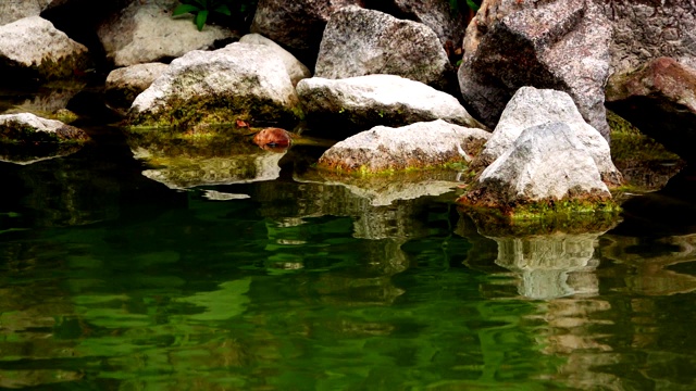 大自然中的绿色湖水视频素材