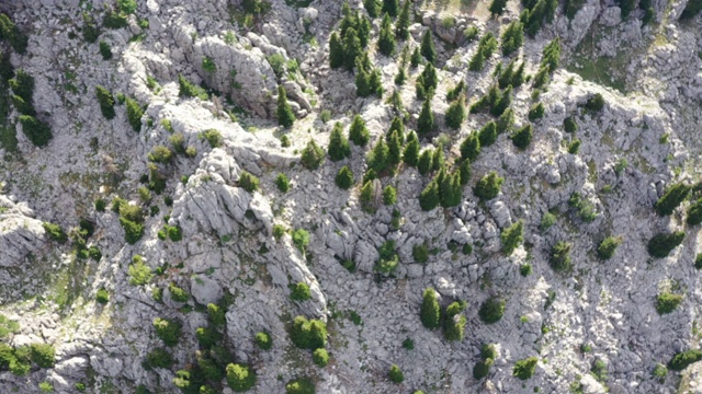 树木和山地森林，鸟瞰图视频素材