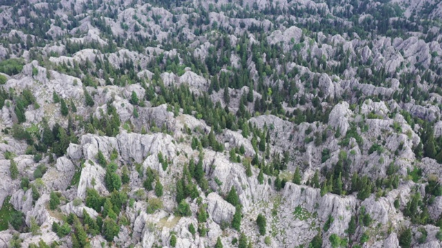 树木和山地森林，鸟瞰图视频素材