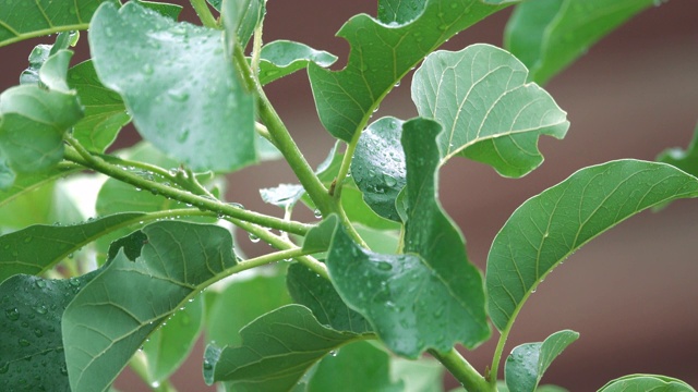 4K雨落在绿叶上视频素材