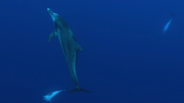 水下;日本小笠原的海洋生物视频素材