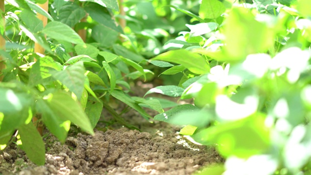 新鲜的青豆在田间生长视频素材