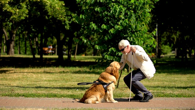 盲人在公园里训练导盲犬，给导盲犬喂食视频素材