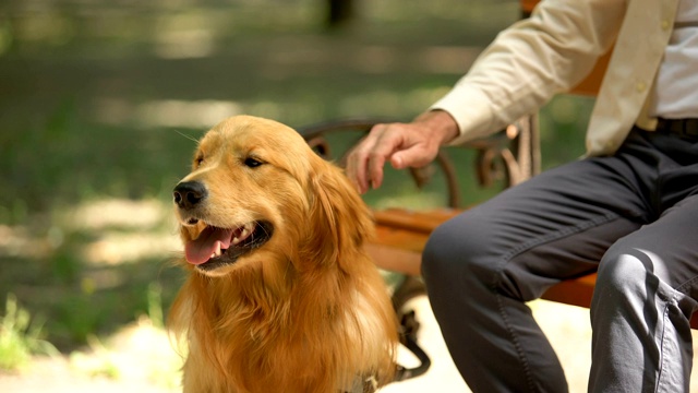 盲人的手抚摸着导盲犬，纯种金毛猎犬，听话的宠物视频素材