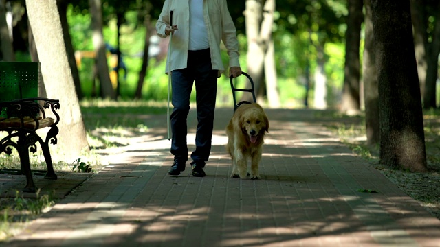 盲人牵着导盲犬，带着训练有素的宠物在公园里安全地行走视频素材