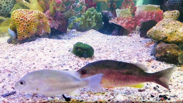 水族馆里的咸水鱼。视频素材