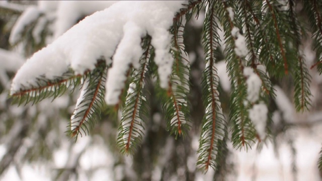 雪花落在冷杉树枝上。雪从森林里的松树树枝上落下视频素材