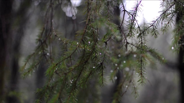 近距离的冷杉树与雨滴在森林。有人扭了一下那棵树，雨滴掉了下来视频素材