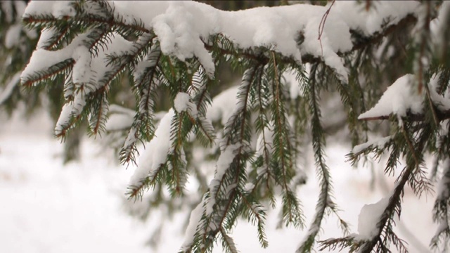 雪花落在冷杉树枝上。雪从森林里的松树树枝上落下视频素材