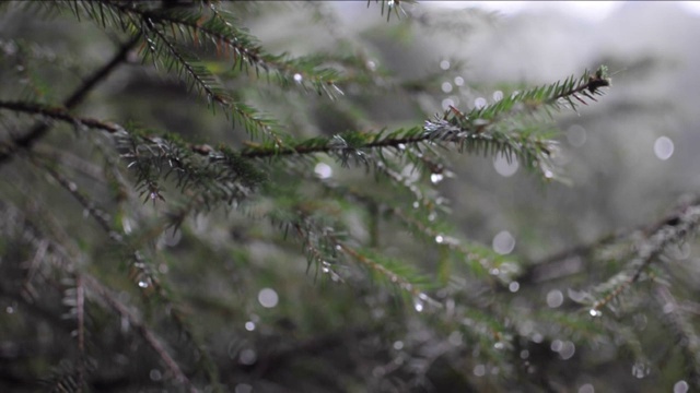 近距离的冷杉树与雨滴在森林。视频软聚焦针叶树视频素材