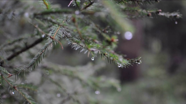 近距离的冷杉树与雨滴在森林。视频软聚焦针叶树视频素材