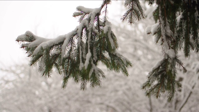 雪花落在冷杉树枝上。雪从森林里的松树树枝上落下视频素材