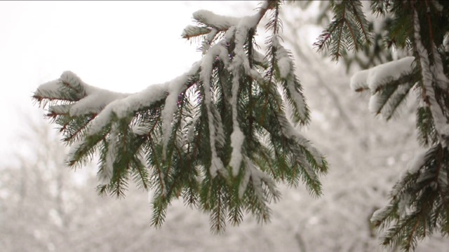 冬季冷杉树枝。外面下雪的视频视频素材