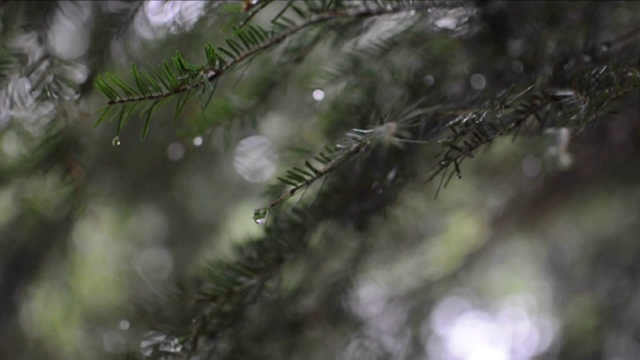 近距离的冷杉树与雨滴在森林。视频软聚焦针叶树视频素材