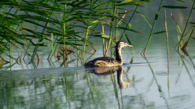 年轻的鸟大鸊鷉(Podiceps cristatus)在夏天阳光明媚、雾气蒙蒙的清晨在湖上游泳。视频素材