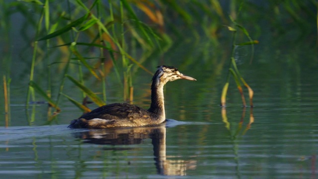 年轻的鸟大鸊鷉(Podiceps cristatus)在夏天阳光明媚、雾气蒙蒙的清晨在湖上游泳。视频素材