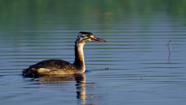 年轻的鸟大鸊鷉(Podiceps cristatus)在夏天阳光明媚、雾气蒙蒙的清晨在湖上游泳。视频素材