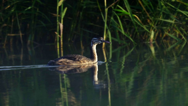 年轻的鸟大鸊鷉(Podiceps cristatus)在夏天阳光明媚、雾气蒙蒙的清晨在湖上游泳。视频素材